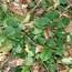 Campanula garganica
